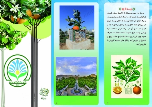 بروشور بهار نارنج 1 300x212 - بروشور بهار نارنج