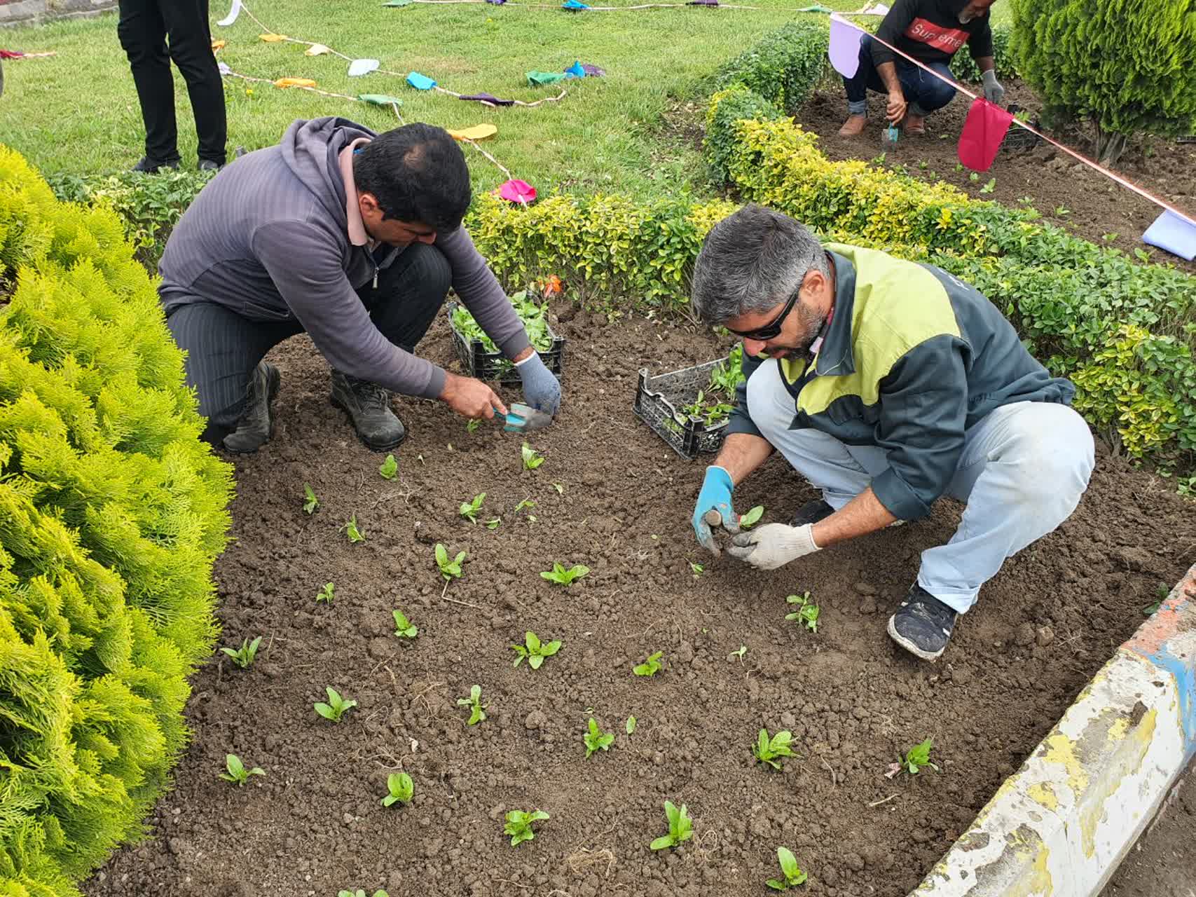 سیمای بهاری فضای سبزشهرآمل با کاشت انواع گل های زینتی