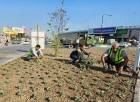 آغاز عملیات کاشت گل‌های فصلی در سبزشهری آمل