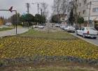 رایحه خوش بهاری با تنوع گلهای زینتی در سیمای شهری آمل