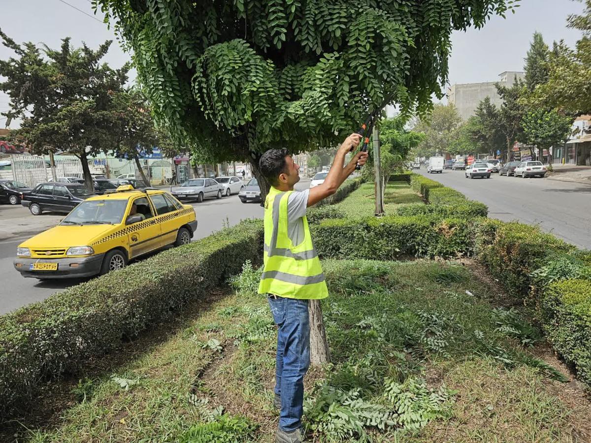 1402 06 19 هرس 1 - هرس بلوار جانبازان و آیت الله طالب آملی--20-06-1402