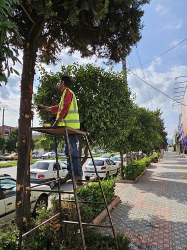 1402 07 22گزارش 11 - هرس بلوار آزادگان و بلوار طالقانی-1402/07/22
