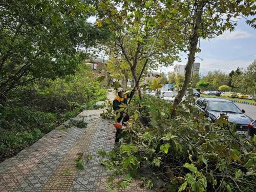 1402 07 22گزارش 9 - هرس بلوار آزادگان و بلوار طالقانی-1402/07/22