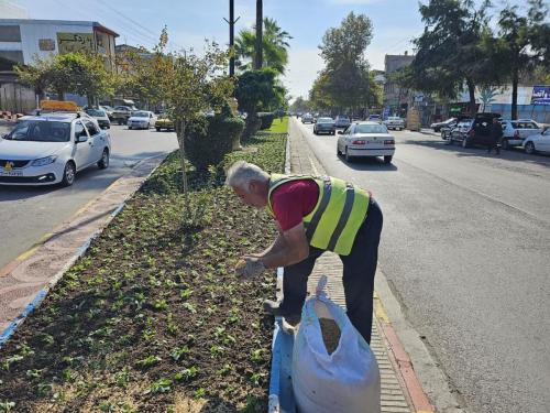 گزارش 1402 08 211 - کاشت نشاء-1402/08/21