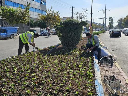 گزارش 1402 08 212 - کاشت نشاء-1402/08/21