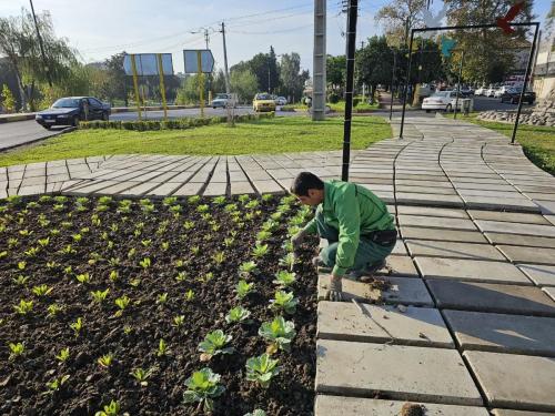 گزارش 1402 08 215 - کاشت نشاء-1402/08/21