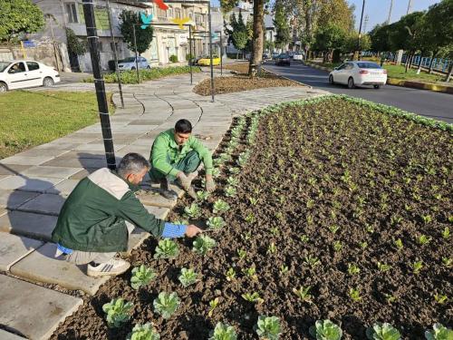 گزارش 1402 08 216 - کاشت نشاء-1402/08/21