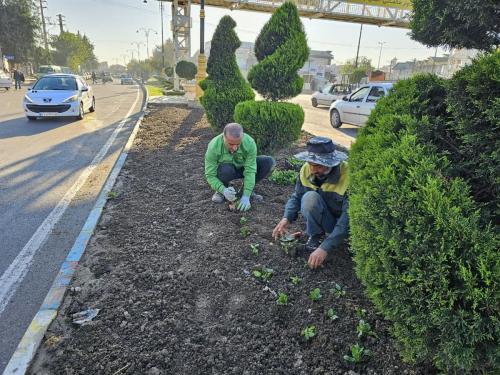 گزارش کاشت امام رضا 1402 08 15 - کاشت نشاء در سطح شهر-1402/08/15