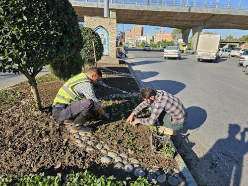 گزارش کاشت بلوار جانبازان 1402 08 15 - کاشت نشاء در سطح شهر-1402/08/15