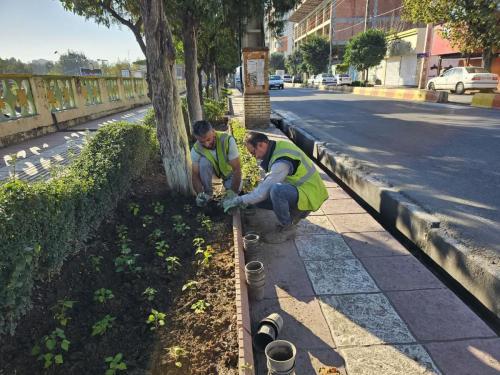گزارش کاشت پیاده رو معلم1402 08 15 - کاشت نشاء در سطح شهر-1402/08/15