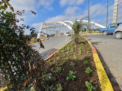 گزارش1402 08 20 1 - کاشت نشا-1402/08/20