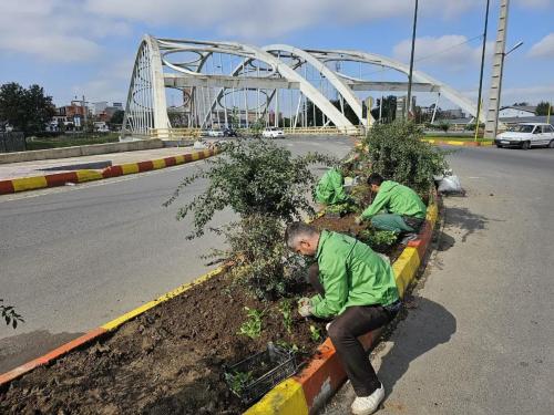 گزارش1402 08 202 - کاشت نشا-1402/08/20