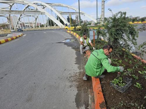 گزارش1402 08 203 - کاشت نشا-1402/08/20