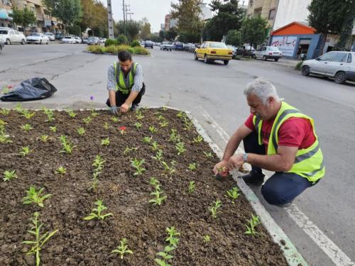 گزارش1402 08 204 - کاشت نشا-1402/08/20