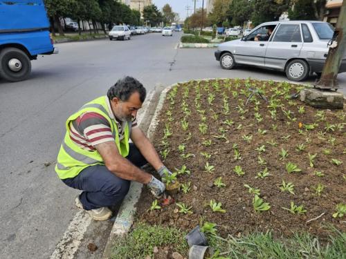 گزارش1402 08 205 - کاشت نشا-1402/08/20