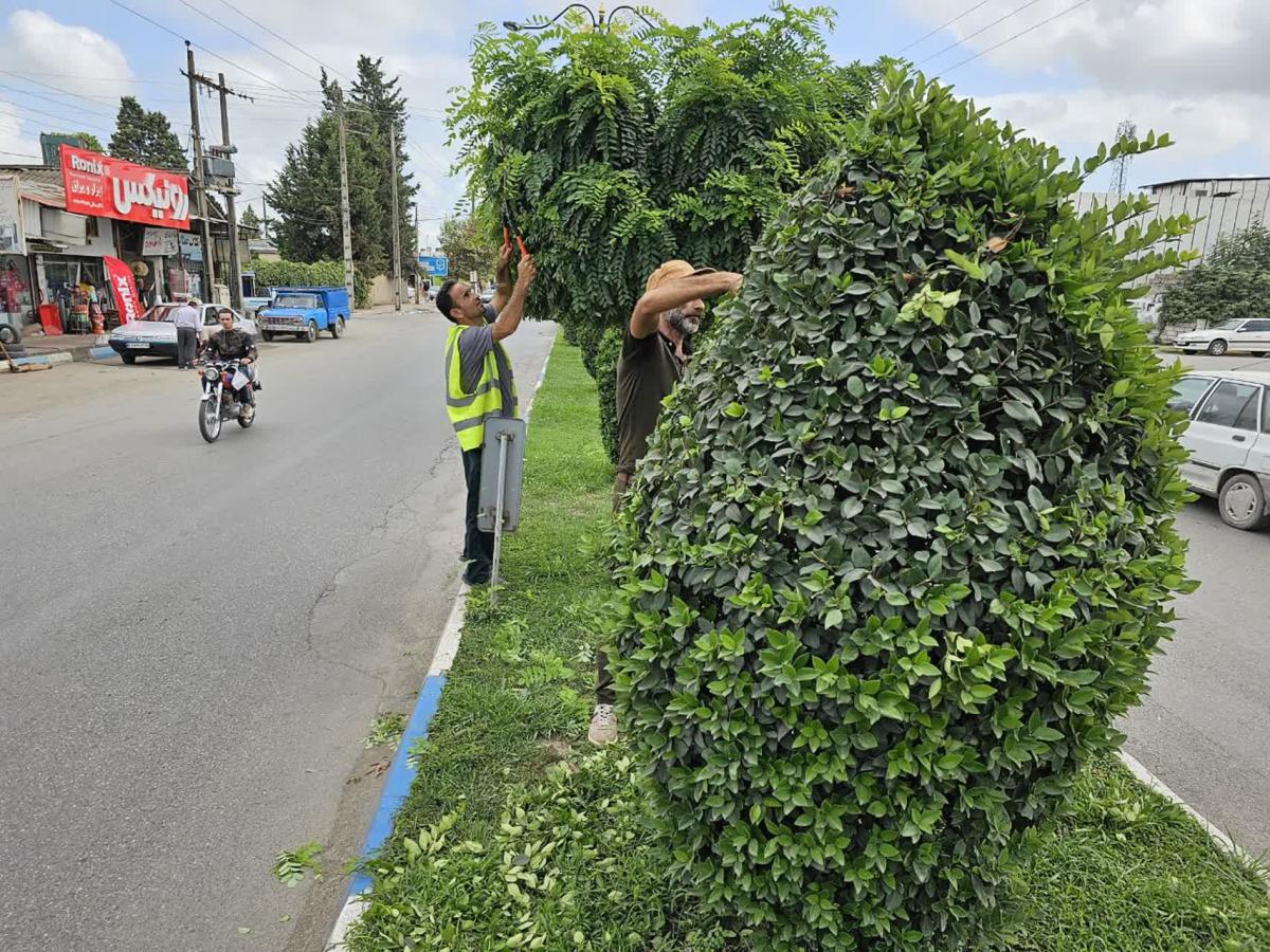 هرس امام علی 26 06 1402 2 - هرس بلوار امام علی و منفرد -26-06-1402