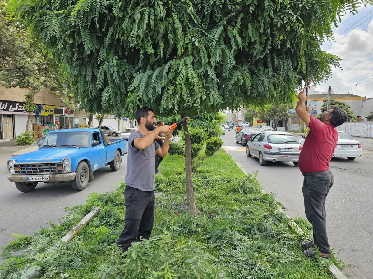 هرس منفرد 3 26 06 1402 - هرس بلوار امام علی و منفرد -26-06-1402