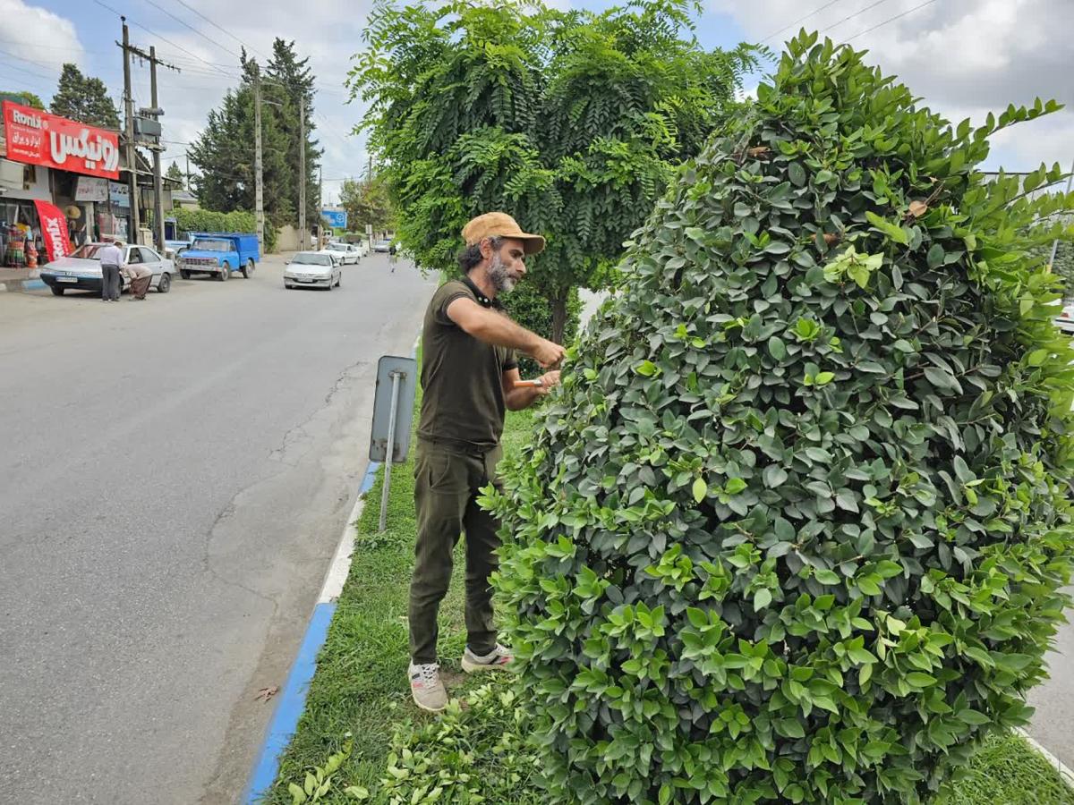 هرس منفرد1 26 06 1402 - هرس بلوار امام علی و منفرد -26-06-1402