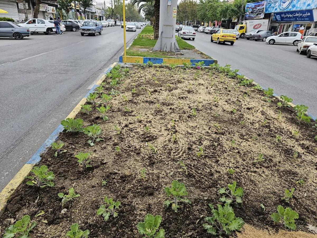 گزارش 1402 08 241 - کاشت نشاء فصلی در سطح شهر-1402/08/24