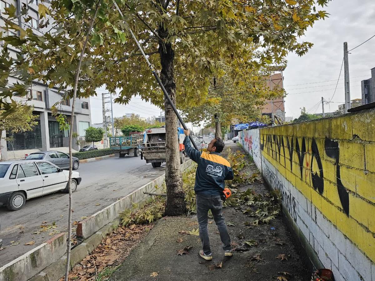 گزارش1402 08 207 - هرس بلوار طبرسی-1402/08/20